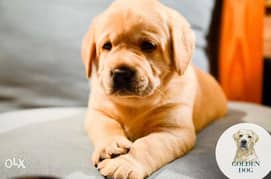 Labrador Retriever puppies Ready For Shipping From Kiev Full documents 0