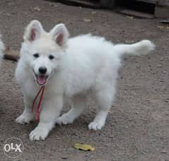 Imported Swiss Shepherd Puppy Fci Pedigree From Ukraine 0