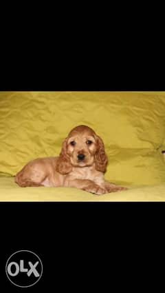 Cocker spaniel puppies Ready For Shipping From Kiev Full documents 0