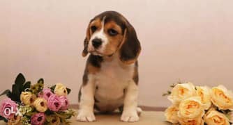 Beagle puppies Ready For Shipping From Kiev Full documents 0