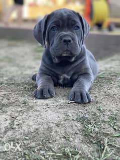 Now You Can Get Cane corso puppy From Best kennel in Ukrainian 0
