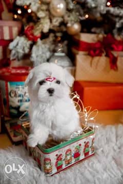 Now You Can Get Mini Maltese puppy From Best kennel in Ukrainian 0