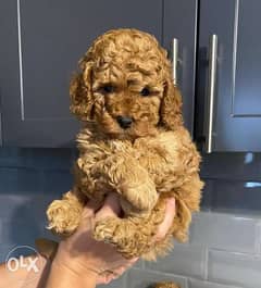 Immediate purchase, imported toy poodle puppies, males and females 0