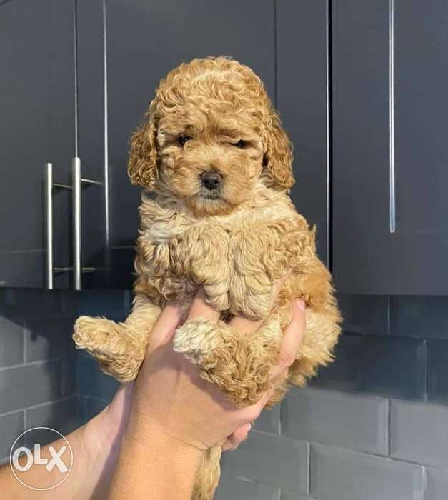 Immediate purchase, imported toy poodle puppies, males and females 1