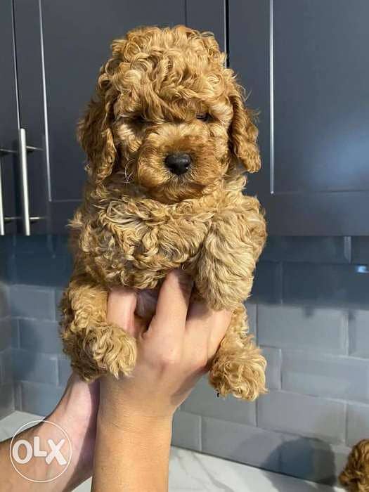 Immediate purchase, imported toy poodle puppies, males and females 2