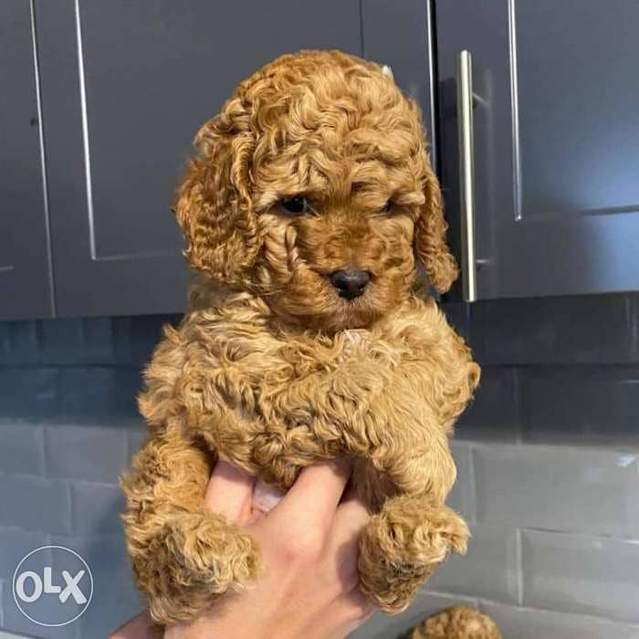 Immediate purchase, imported toy poodle puppies, males and females 3