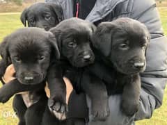 Now You Can Get Black labrador puppy From Best kennel in Ukrainian 0