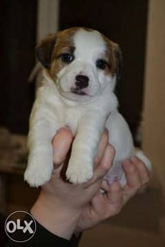 Now You Can Get Jack Russell puppy From Best kennel in Ukrainian 0