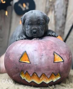 Available NOW in Egypt cane Corso puppies 0