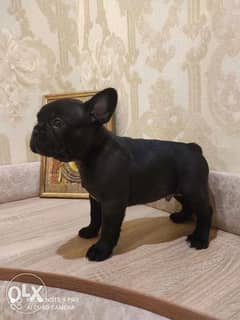 Now You Can Get Frensh Bulldog puppy From Best kennel in Ukrainian 0