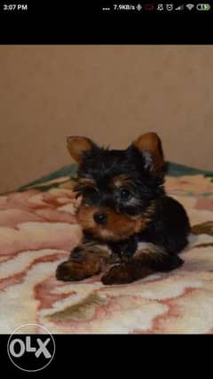 Imported Yorkshire teacup puppies terrier 0