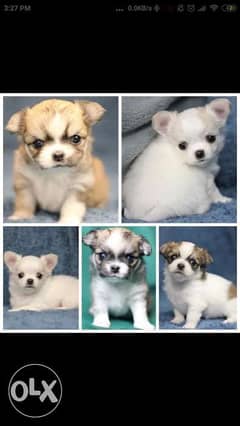 Chihuahua babies: girls and boys available NOW in Egypt 0