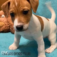 TOP imported JACK RUSSEL from Ukraine 0