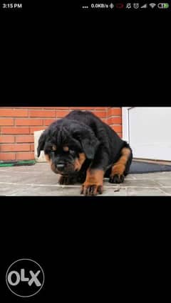 Best top quality imported rottweiler puppies جراوي روت وايلر اعلي مستو 0