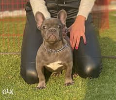 Best Quality . Blue Female French Bulldog From Ukraine now in egypt 0
