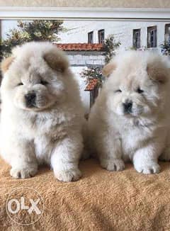 Imported Chow Chow available Now From Europe 0