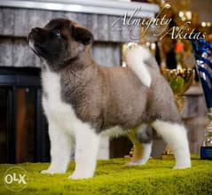 Top imported American Akita puppies 0