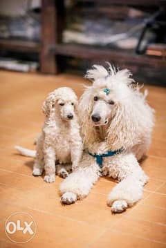 Grand caniche (King size Poodle) puppies 0