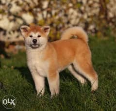 Available NOW BEST Japanese Akita puppies 0