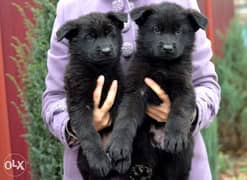 BEST imported Royal Black puppies 0