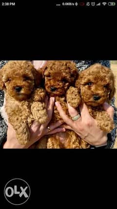 Imported toy poodle puppies 0