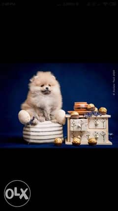 Very beautiful babes Pomeranian, cream-sable color 0