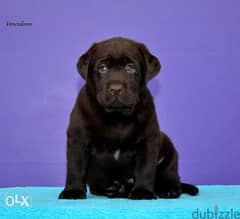 Giant size imported chocolate Labrador puppies with Pedigree 0