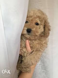 Now You Can Get Toy Poodle puppy From Best kennel in Ukrainian 0