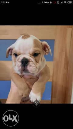 Book best imported English bulldog puppies we ship to all countr 0