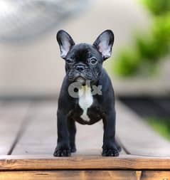 black french bulldog male carry blue importer parents 0