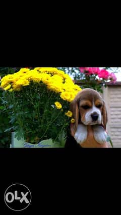 Imported beagle puppies جراوي بيجل مستوردة 0