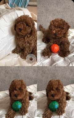 Toy Poodle Male and Female