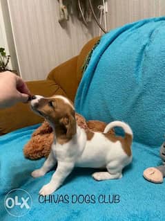 Amazing Quality Jack Russell puppies From Ukraine 0