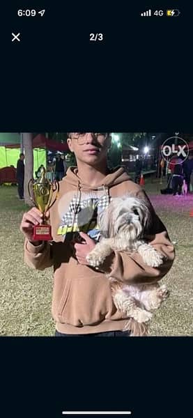 best male shihtzu for mating 1