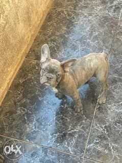 Imported Blue Brindle male french Bulldog now In egypt 0
