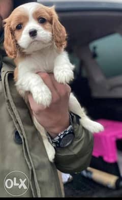 The Cavalier king Charles Spaniel Imported From Bellarus 0