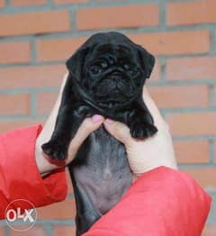 Amazing Quality Black pug puppies From Ukraine 0