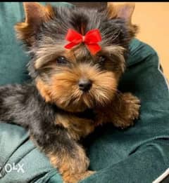 Yorkie for cheap sale olx