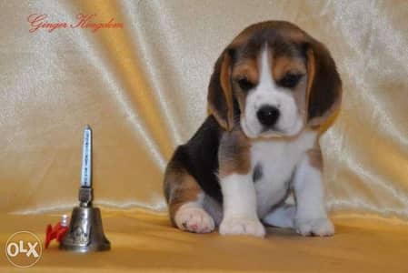 imported champion bloodline beagle puppies, FCI PEDIGREE