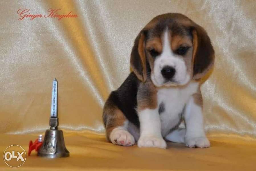 imported champion bloodline beagle puppies, FCI PEDIGREE 0