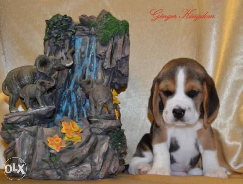 imported champion bloodline beagle puppies, FCI PEDIGREE 1