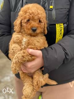 Now you can get your imported toy poodle immediately in egypt full doc 0