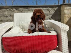 toy poodle male available in Egypt 0