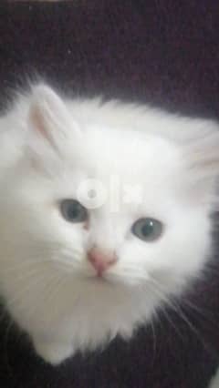 قطط شيرازي لونج هير دبدوب 45يوم 0