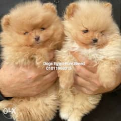 Wonderful Mini Pomeranian puppies Imported 0