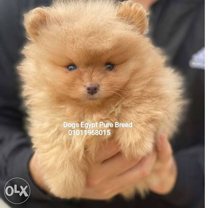 Wonderful Mini Pomeranian puppies Imported 1