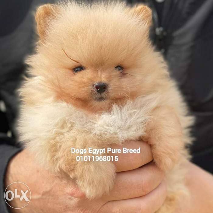 Wonderful Mini Pomeranian puppies Imported 2