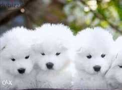 samoyed puppies, local breed from imported parents