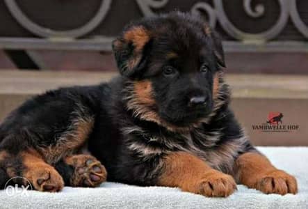 Imported giant German shepherd puppies from best kennels in Europe