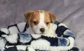 Imported jack Russell puppies from best kennels in Europe 0